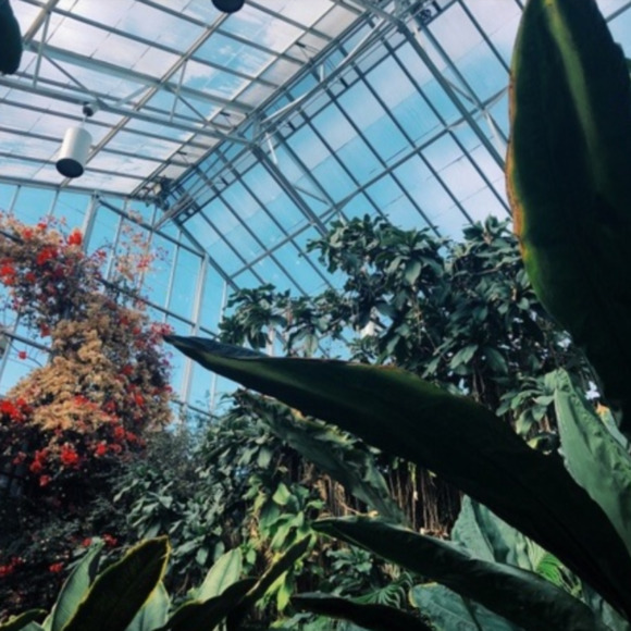 evergreenree